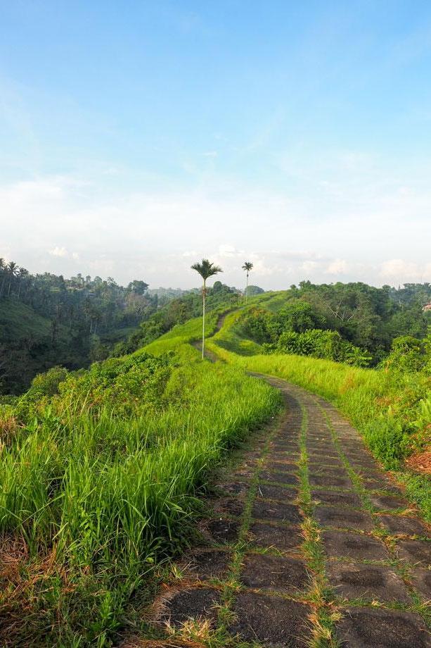 Campuhan Ridge Walk